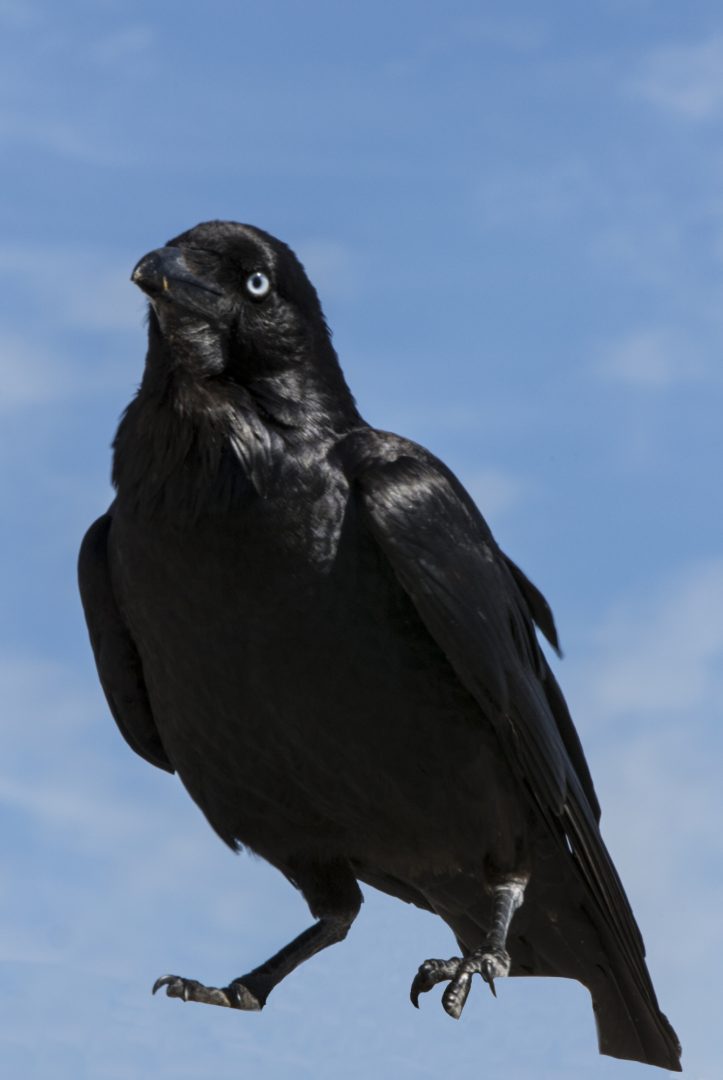 Crow at Bight