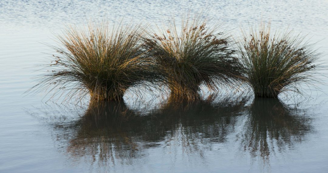 Three Bushes